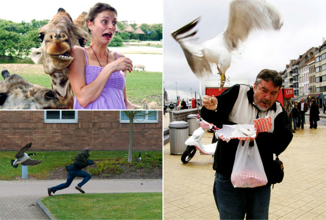 Веселые снимки о сложных отношениях между людьми и животными :-)