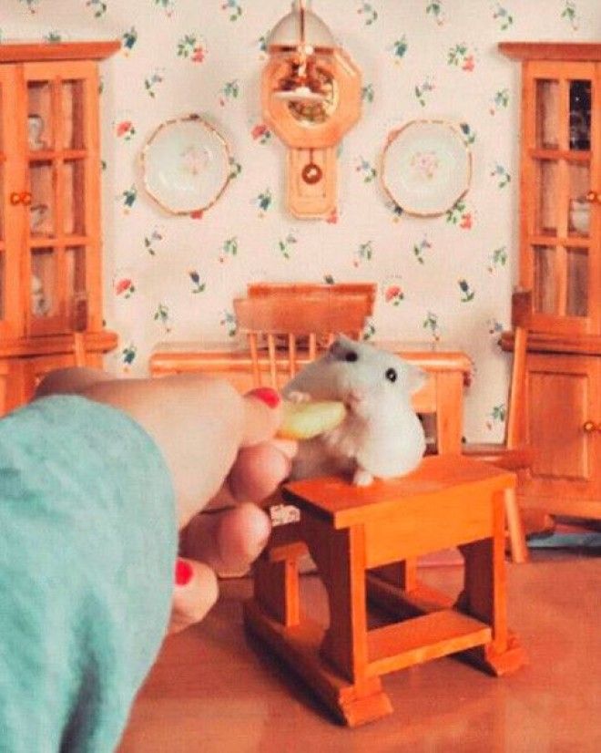 15 хомяков чья жизнь похожа на сказку