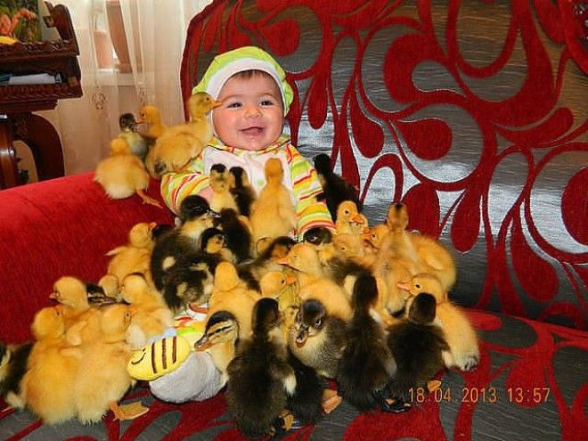 Стая голодных уток нападает на ребёнка животные нападения не для слабонервных человек