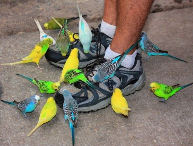 Остервенелые птицы заживо заклёвывают свою добычу животные нападения не для слабонервных человек