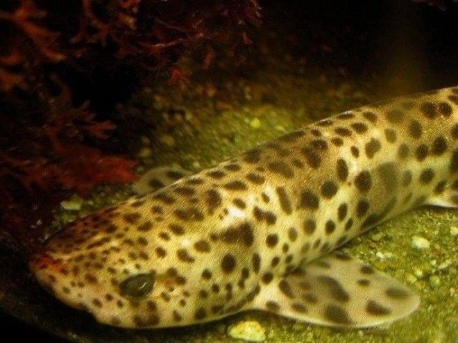Малоизвестные факты про акул которые вы могли не знать