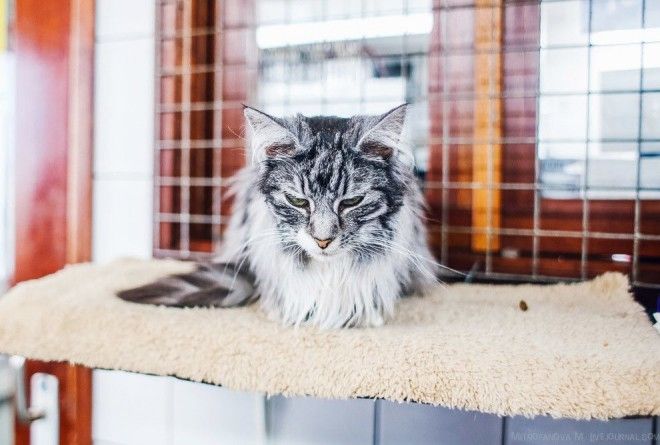 Амстердам приют для кошек на барже