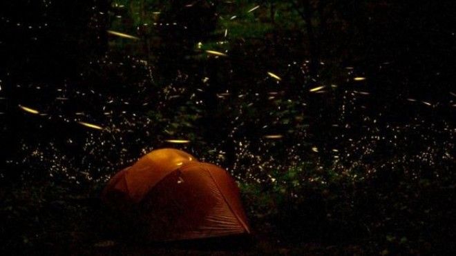 Шоу светлячков фантастическая синхронная волна света