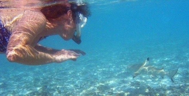 Малоизвестные факты про акул которые вы могли не знать