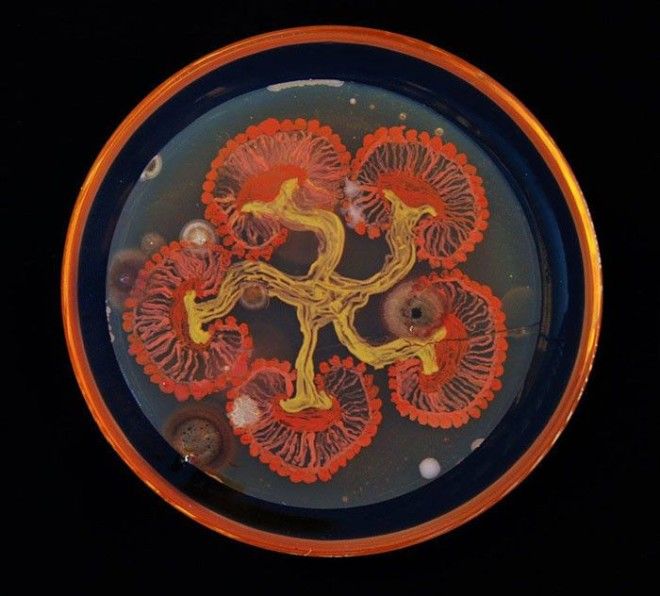 Грибы Nesterenkonia Deinociccus Sphingomonas бактерия картина микробиолог
