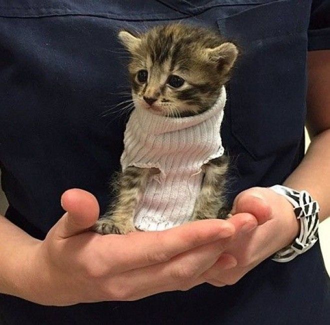 Расплываемся в улыбке животные в крошечных свитерах