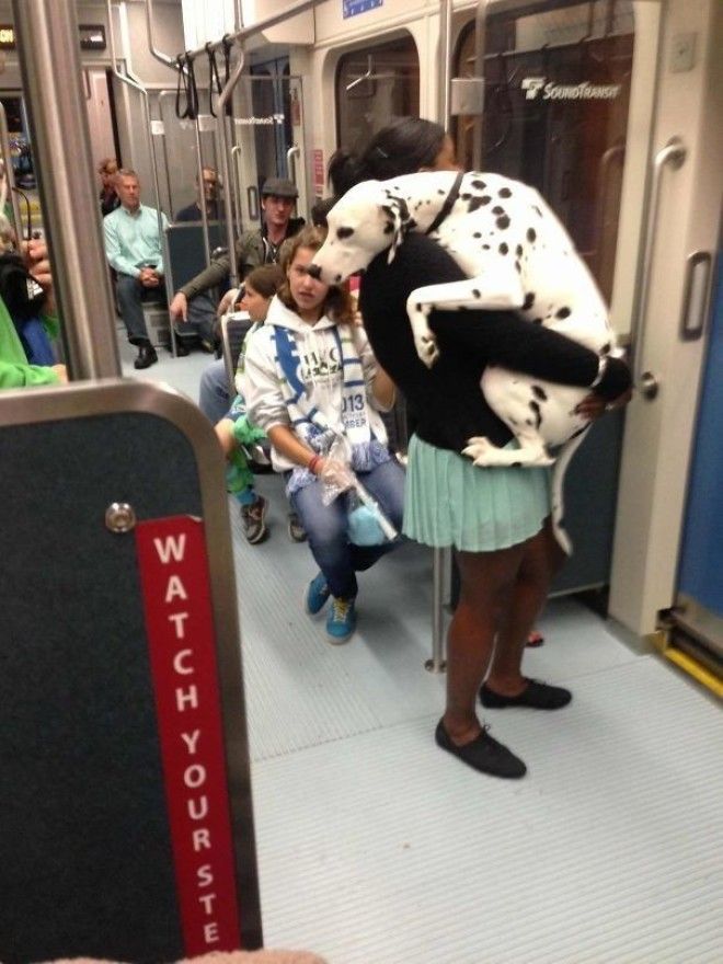 Первая поездка на метро домашние питомцы кот собака