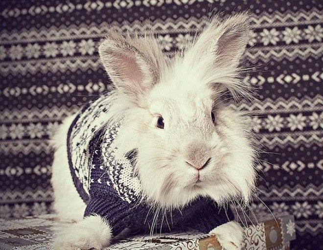 Расплываемся в улыбке животные в крошечных свитерах