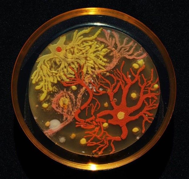Первое место заняли Мехмет Беркмен и Мария Пернил создавшие картину Нейроны из бактерий Nesterenkonia Deinococcus и Sphingomonas бактерия картина микробиолог