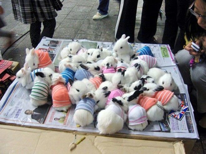 Расплываемся в улыбке животные в крошечных свитерах