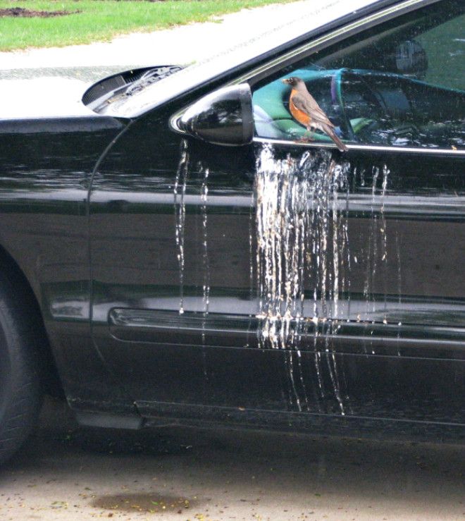 Гадкая птичка. Гадкая птичка