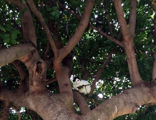 Опасный кот. Опасный кот