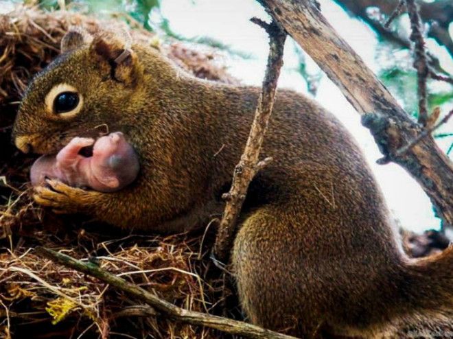 Белка с новорожденным бельчонком. Белка с новорожденным бельчонком