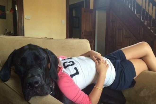 Девушка с собачьей головой. Девушка с собачьей головой