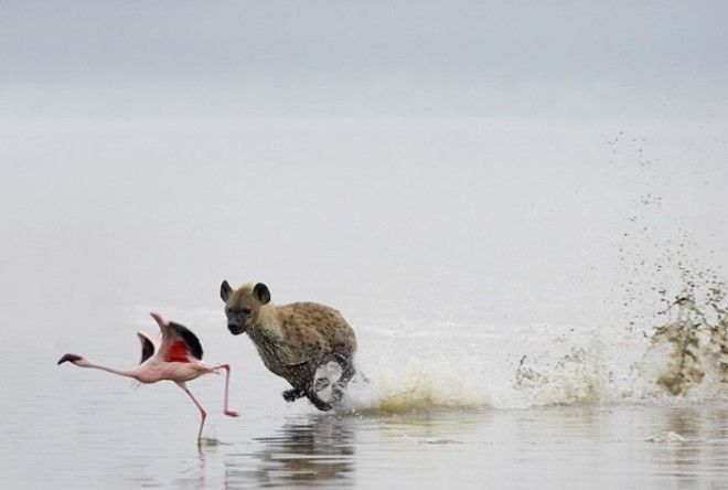 Смертельная погоня. Смертельная погоня