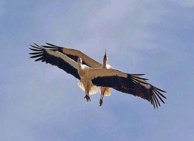 Красивый полет. Красивый полет