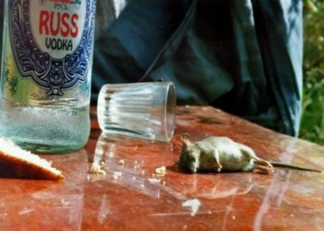 Пьяная мышь. Пьяная мышь