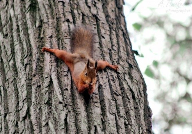 животные приводят себя в форму 