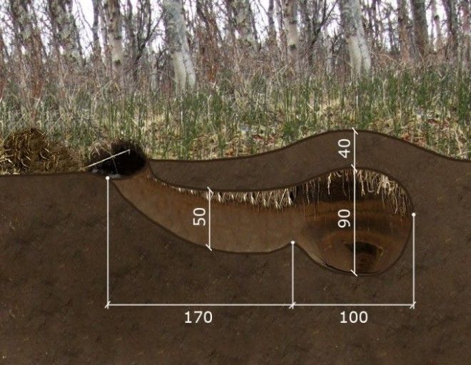 В гостях у медведя как выглядит настоящая берлога изнутри