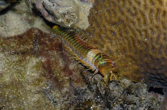 Червь Боббита радужное чудовище из глубин