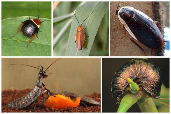 Таракан Таракан Тараканище Он рычит и кричит и усами шевелит