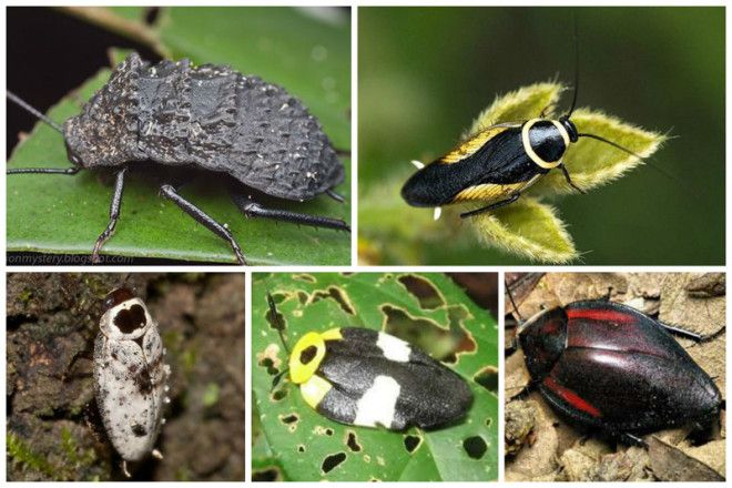 Таракан Таракан Тараканище Он рычит и кричит и усами шевелит