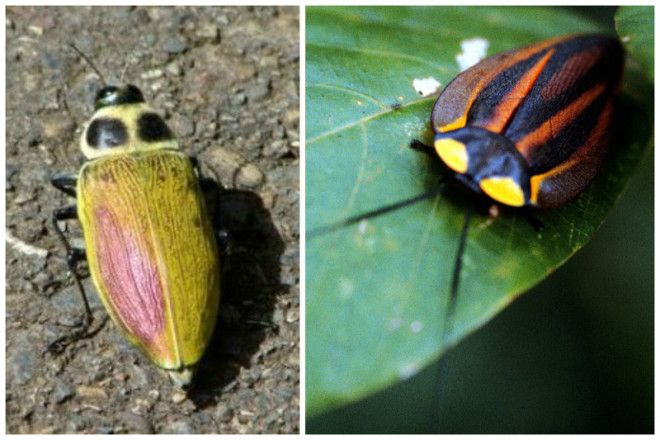 Таракан Таракан Тараканище Он рычит и кричит и усами шевелит