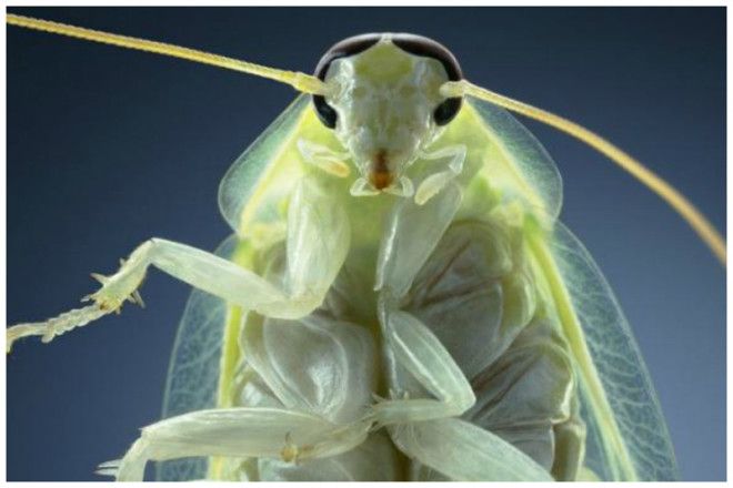 Таракан Таракан Тараканище Он рычит и кричит и усами шевелит