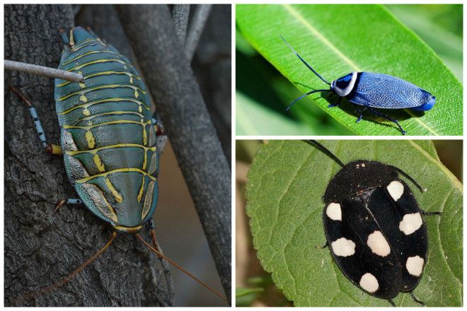 Таракан Таракан Тараканище Он рычит и кричит и усами шевелит