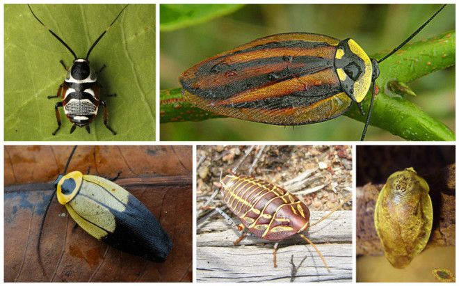 Таракан Таракан Тараканище Он рычит и кричит и усами шевелит