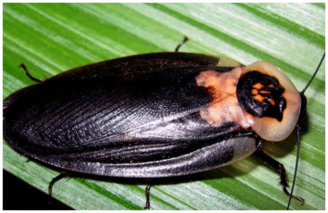 Таракан Таракан Тараканище Он рычит и кричит и усами шевелит