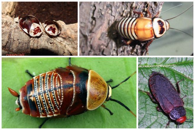 Таракан Таракан Тараканище Он рычит и кричит и усами шевелит