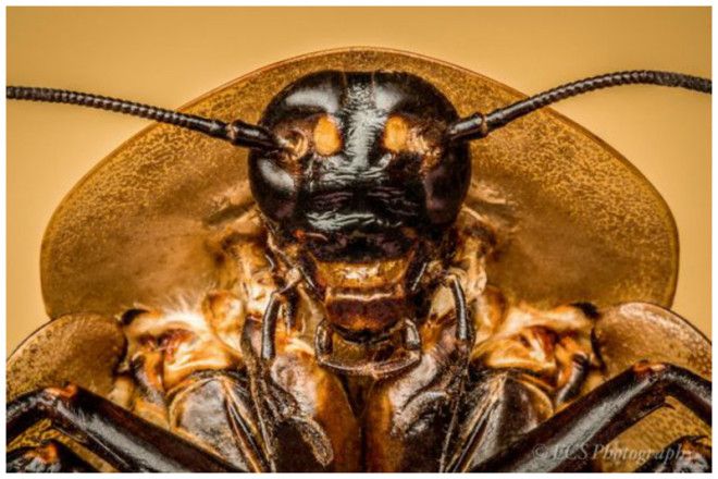 Таракан Таракан Тараканище Он рычит и кричит и усами шевелит