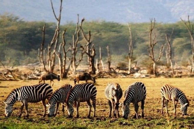 15 фактов о том как изменится Земля если человечество вымрет