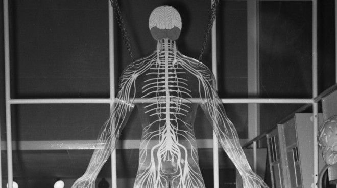 Печень трудоголик Печень работает больше чем любой другой орган или железа в человеческом теле за исключением возможно головного мозга Ученые считают что печень исполняет около 500 отдельных функций в том числе производит альбумин и хранит некоторые витамины У этой многозадачности есть и обратная сторона печень склонна к многочисленным недомоганиям