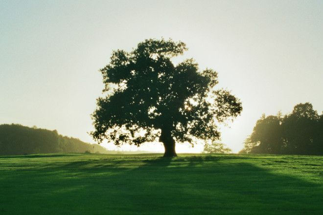 Картинки по запросу tree tumblr