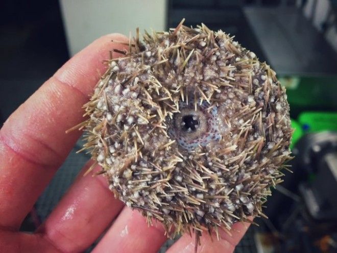 27 невероятных фото сделанных российским рыбаком