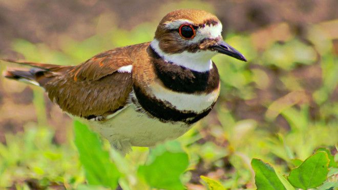 10 птиц с самыми необычными защитными механизмами защита птицы