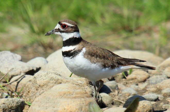 10 птиц с самыми необычными защитными механизмами защита птицы