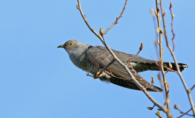 10 птиц с самыми необычными защитными механизмами защита птицы