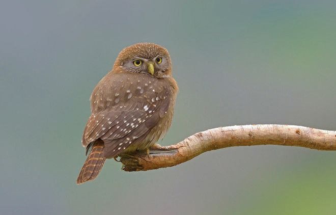 10 птиц с самыми необычными защитными механизмами защита птицы