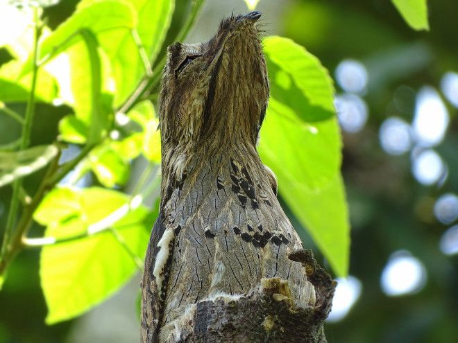 10 птиц с самыми необычными защитными механизмами защита птицы