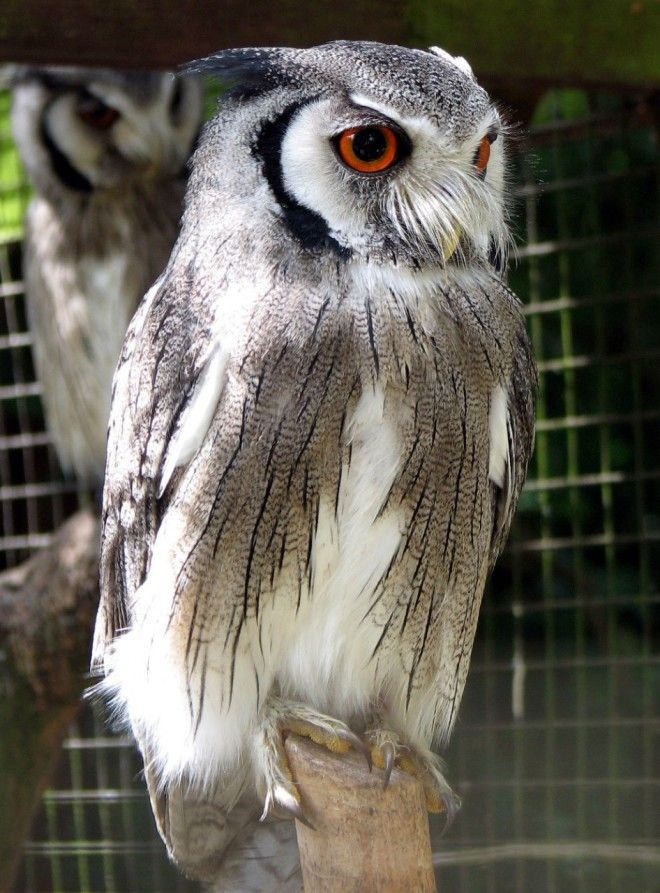 10 птиц с самыми необычными защитными механизмами защита птицы