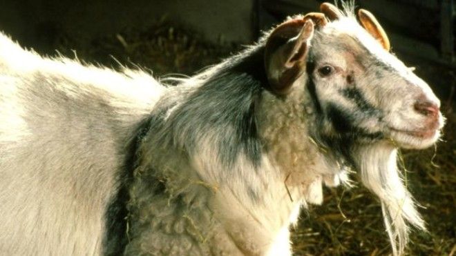 Топ12 фантастических тварей в существование которых сложно поверить