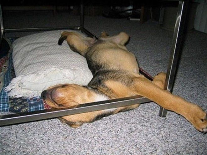 sleepydogs28
