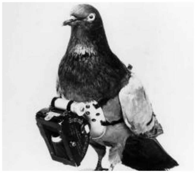 Загадка века Как почтовые голуби находят дорогу