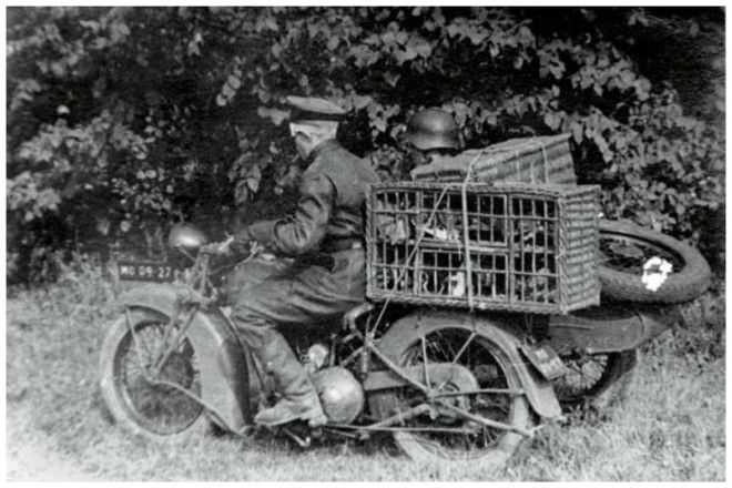 Загадка века Как почтовые голуби находят дорогу