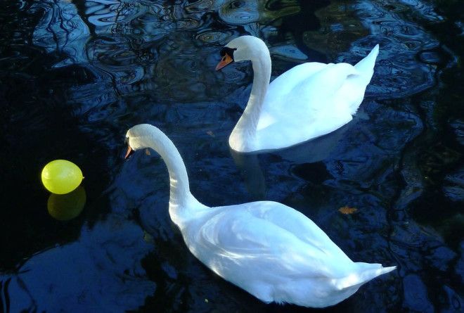 Отпуская воздушные шары в небо вы зверски убиваете животных