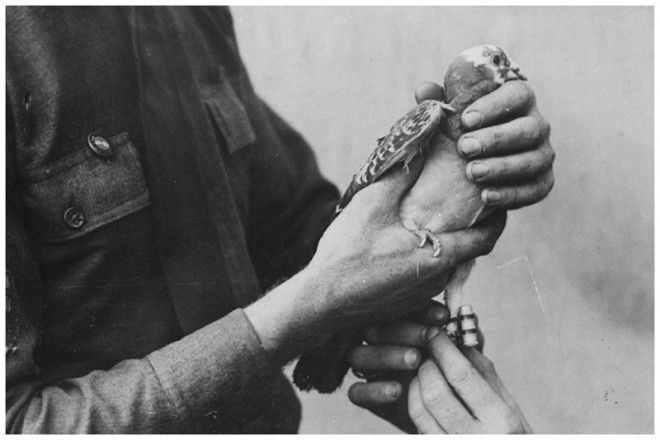 Загадка века Как почтовые голуби находят дорогу