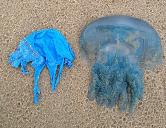 Отпуская воздушные шары в небо вы зверски убиваете животных